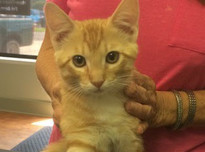 Johnson peggy cat20170710 27412 12ywfo7