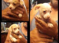 Cheramie wade dogs20170929 1488 5s3xy0