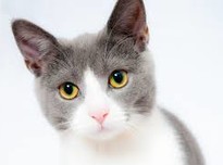 Index cat20180207 24960 hes5vw