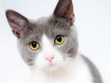Index cat20180207 24960 hes5vw